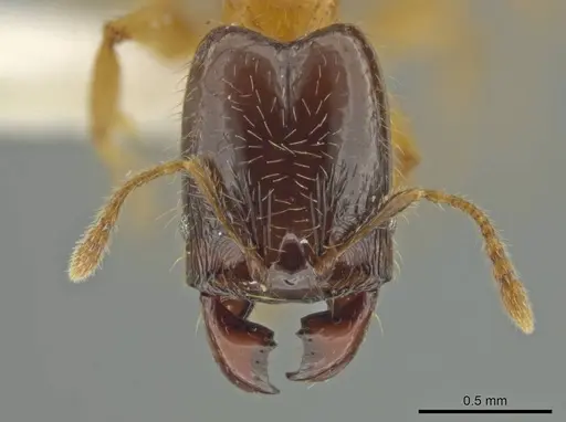 Pheidole triplex - JTLC000016561