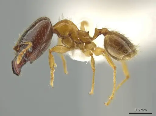 Pheidole triplex - JTLC000016561