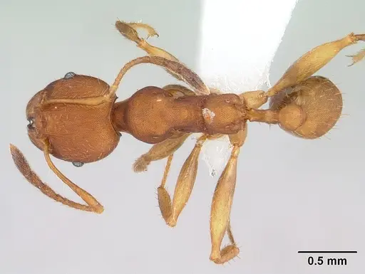 Pheidole tristis specimen