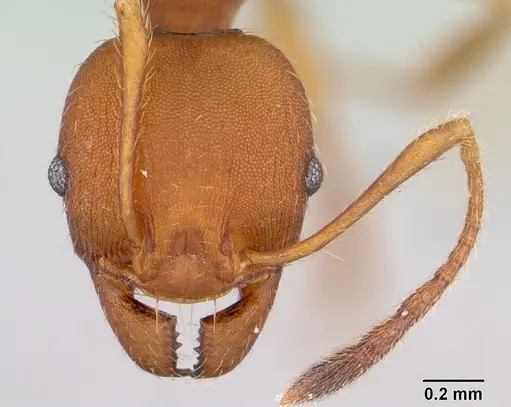 Pheidole tristis specimen