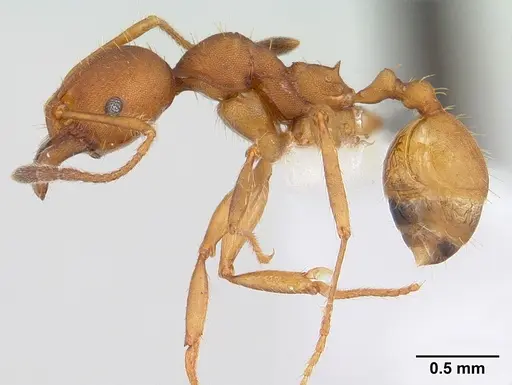 Pheidole tristis specimen
