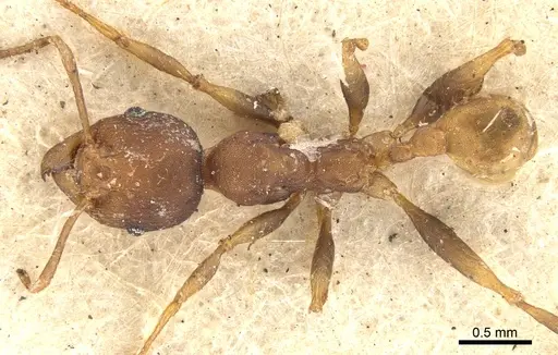 Pheidole tristis - CASENT0901573