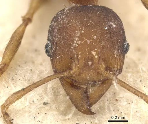 Pheidole tristis - CASENT0901573