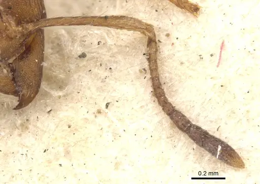 Pheidole tristis - CASENT0901573