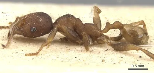 Pheidole tristis - CASENT0901573