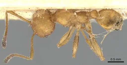 Pheidole tristis - CASENT0901574