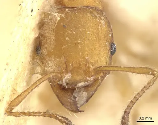 Pheidole tristis - CASENT0901574