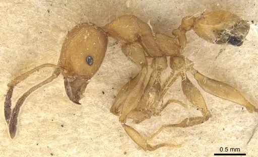 Pheidole tristis - CASENT0901574