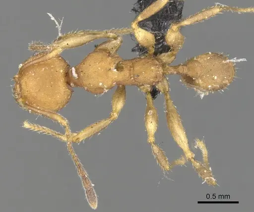 Pheidole tristis - CASENT0901575