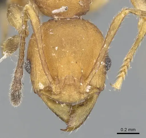 Pheidole tristis - CASENT0901575