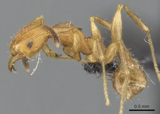 Pheidole tristis - CASENT0901575