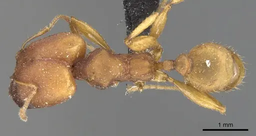 Pheidole tristis - CASENT0901576