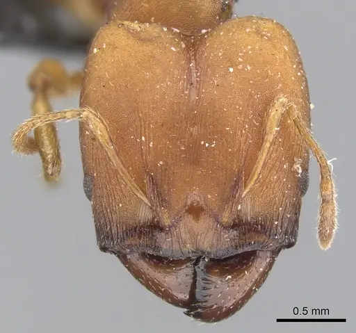 Pheidole tristis - CASENT0901576