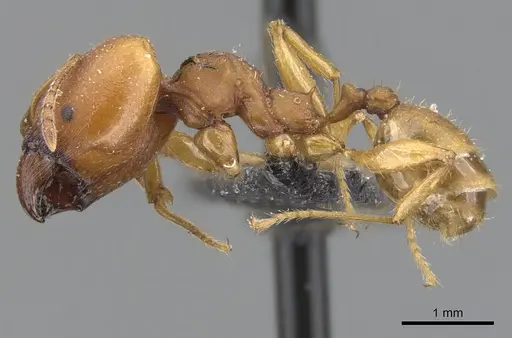 Pheidole tristis - CASENT0901576