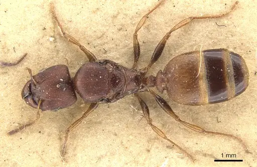 Pheidole tristis - CASENT0901577