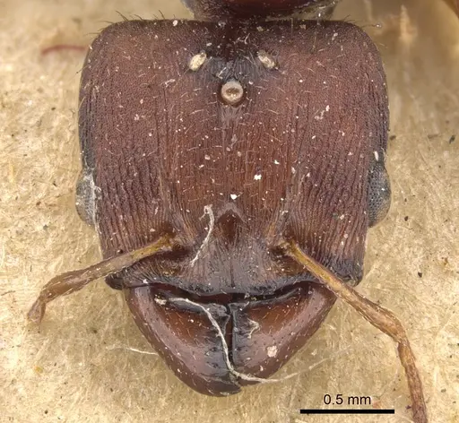 Pheidole tristis - CASENT0901577