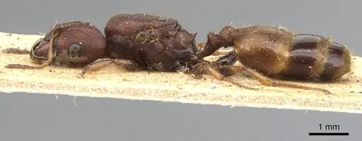 Pheidole tristis - CASENT0901577