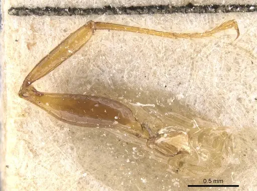 Pheidole tristis - CASENT0913467