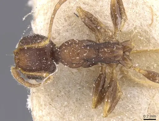 Pheidole tristis - CASENT0913468