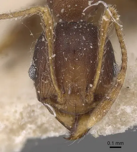 Pheidole tristis - CASENT0913468