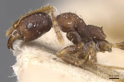 Pheidole tristis - CASENT0913468