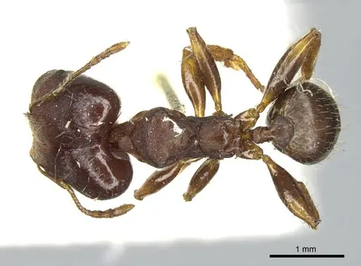 Pheidole tristis - CASENT0916073
