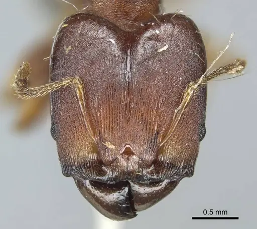 Pheidole tristis - CASENT0916073