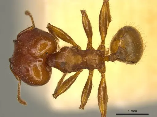 Pheidole tristis - CASENT0916074