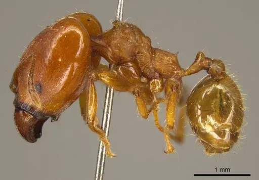 Pheidole tristis - CASENT0916074