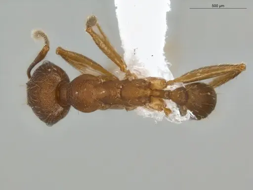 Pheidole tristis - ECOFOG-IT14-0281-30