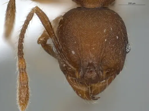 Pheidole tristis - ECOFOG-IT14-0281-30