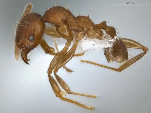 Pheidole tristis - ECOFOG-IT14-0281-30