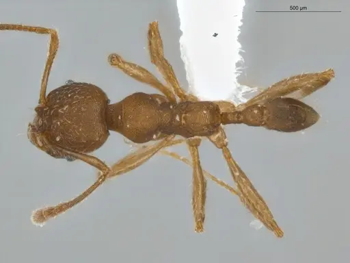 Pheidole tristis - ECOFOG-IT14-0429-27