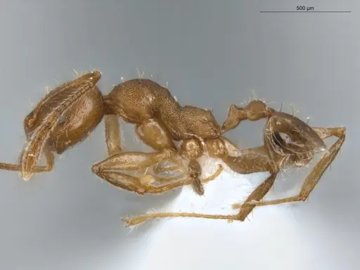 Pheidole tristis - ECOFOG-IT14-0429-27