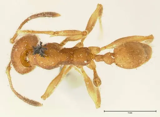 Pheidole tristis - FOCOL1425