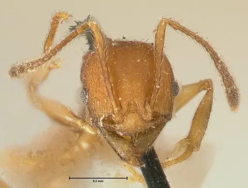 Pheidole tristis - FOCOL1425