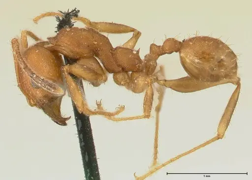 Pheidole tristis - FOCOL1425