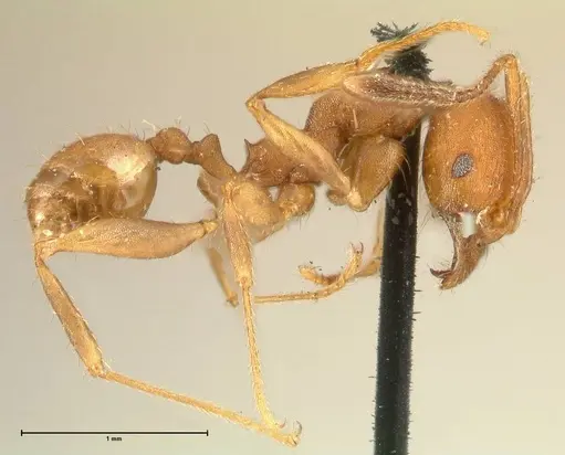 Pheidole tristis - FOCOL1425