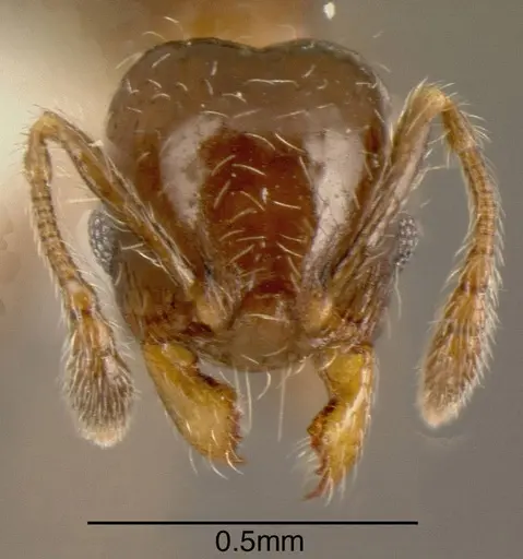 Pheidole truncula specimen