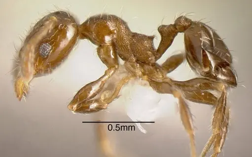 Pheidole truncula specimen