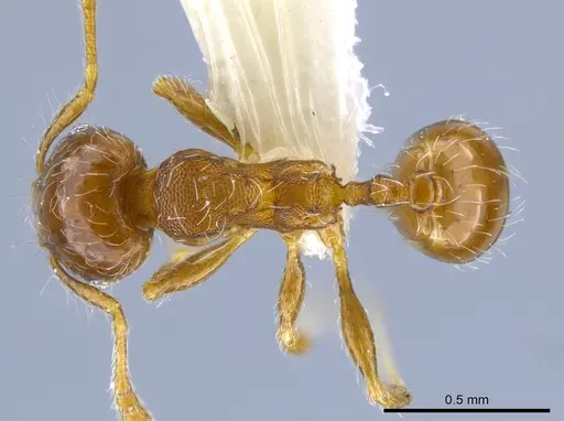 Pheidole truncula - CASENT0635907