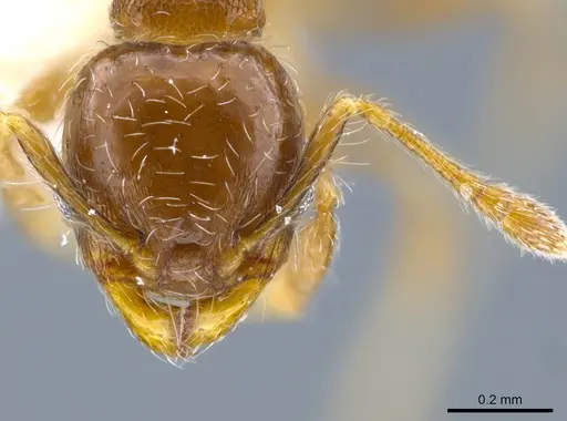 Pheidole truncula - CASENT0635907