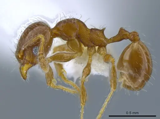Pheidole truncula - CASENT0635907