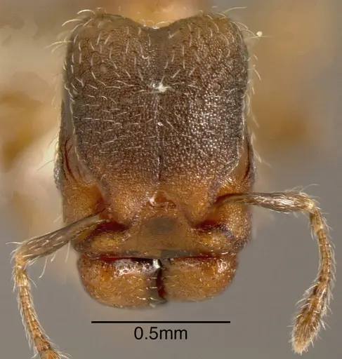 Pheidole truncula - INBIOCRI001283920