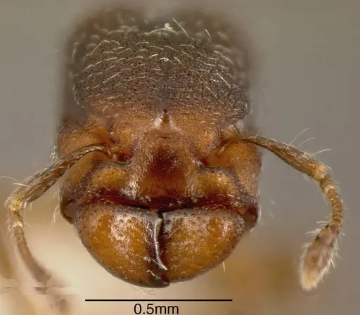 Pheidole truncula - INBIOCRI001283920