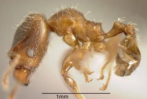 Pheidole truncula - INBIOCRI001283920