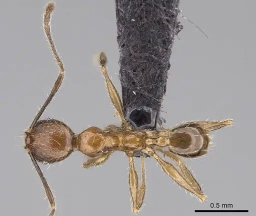 Pheidole tsaravoniana specimen