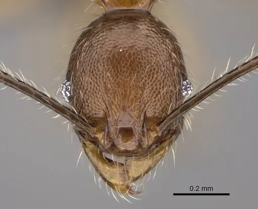 Pheidole tsaravoniana specimen