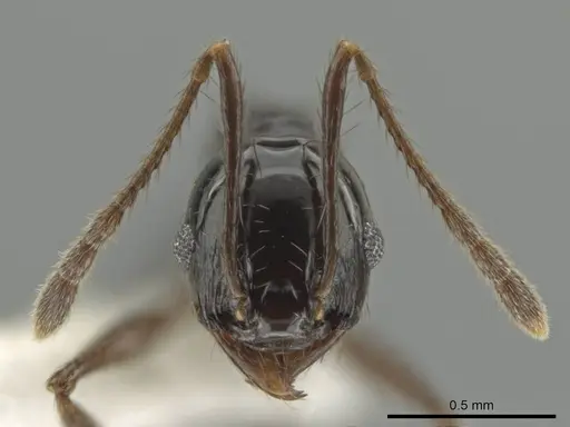 Pheidole tschinkeli specimen
