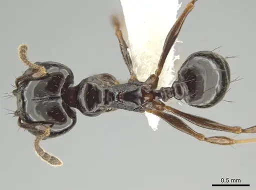Pheidole tschinkeli - CASENT0610639